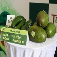 Activities to promote Dak Nong’s specialty avocados