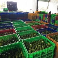 Agriculture leads all exports