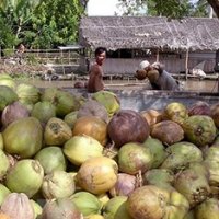 Ben Tre: Exports up 15.3 percent in year’s first half