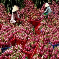 Bộ NN&PTNT sẽ sang làm việc với Trung Quốc về truy xuất nguồn gốc hoa quả