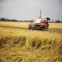 Bright outlook for Vietnam’s 2020 rice exports