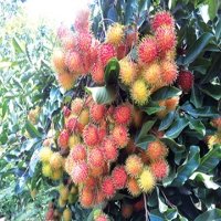 Chôm chôm chính thức có "giấy thông hành" sang New Zealand