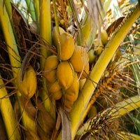 Có chỉ dẫn địa lý, dừa xiêm Bến Tre dễ xuất khẩu?