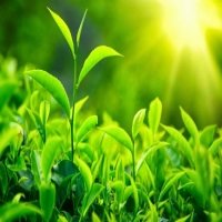 Cốc trà của mọi người: Xuất khẩu của Việt Nam tăng vọt