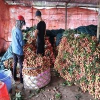 Đặc sản vải Thanh Hà được mùa sớm, chất lượng cao
