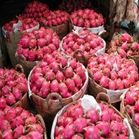 Dragon fruit exports breathe fire in New Zealand, Australian markets