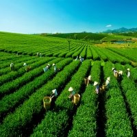 Everyone’s cup of tea: Vietnam’s exports surge