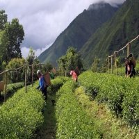 Everyone’s cup of tea: Vietnam’s exports surge