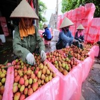 Facilitating lychee purchase for domestic, export markets