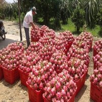 Fruit exports chief concern for provinces