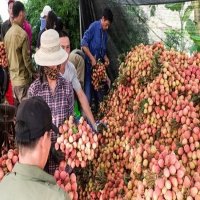 Fruit, vegetable export picks up despite COVID-19