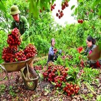 Fruit, vegetable exports reach US$836 million in Q1