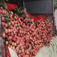 Hai Duong exports first batch of “thieu” lychee to Japan