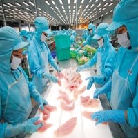 Hiệp hội khuyến nghị duy trì giá cá tra hợp lý
