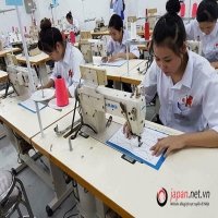 Mỹ giảm thuế chống bán phá giá khiến ong mật Việt Nam thích thú