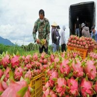 New hope for Binh Thuan dragon fruit