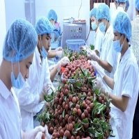 Potential grows for vegetable and fruit exports to the US