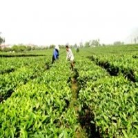 Tea Industry Fears Export Price Squeeze
