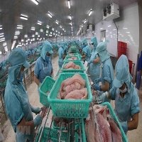 THƯƠNG MẠI XUẤT NHẬP KHẨU Mở rộng thị trường và nâng cao thương hiệu cho cá basa Việt Nam