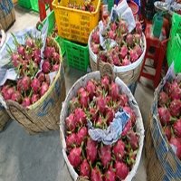 Tìm lối bứt phá xuất khẩu rau quả sang Nhật Bản