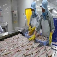 Tra fish production, exports surge