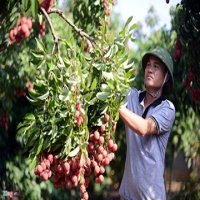 Từ 1/4, hoa quả Việt phải truy xuất nguồn gốc khi xuất sang Trung Quốc