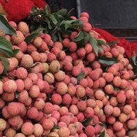 Vải thiều xuất khẩu được giá