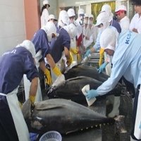 Việt Nam’s seafood exports to EU fall