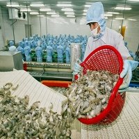 Vietnam has high shrimp export growth to US and Japan in Q1