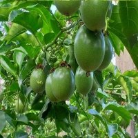 Vietnam pilots passion fruit exports to China