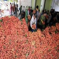 Vietnam proposes solutions to Japan for export of lychee