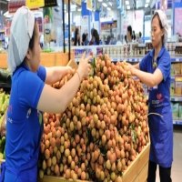 Vietnam’s fruit exports surge in certain markets despite coronavirus