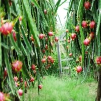 Vietnam’s fruit & vegetable sector eyes bright export prospects