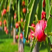 Vietnam’s red flesh dragon fruits favoured at Australian market