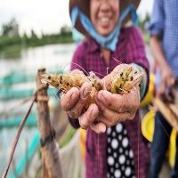 Vietnam’s shrimp exporters mull future prospects