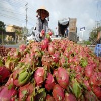 Vietnam seeks new markets for farm produce