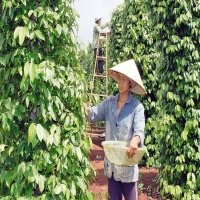 Vietnamese agricultural products record impressive exports