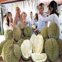 Vietnamese durian trademark promoted in Australia