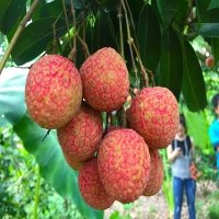 Vietnamese “Golden Lychee” arrives in Australia