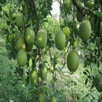 Vietnamese green-skinned pomelos licensed for export to the US
