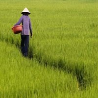 VN, Netherlands to boost agricultural co-operation