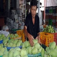 Xuất khẩu xoài sang Mỹ: Lắm nỗi gian truân