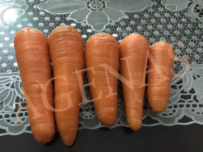 Cà Rốt Tươi Xuất Khẩu