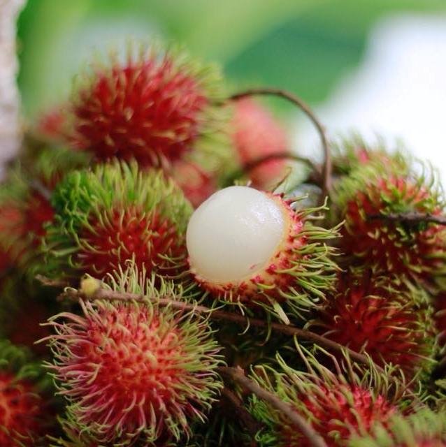 Chôm Chôm Tươi Xuất Khẩu