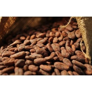 Dried Cocoa Beans