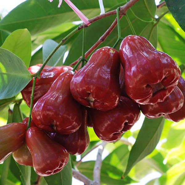 Bell Fruit /Rose Apple / Water Apple from Vietnam