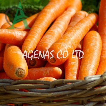 Fresh carrot - Vietnam