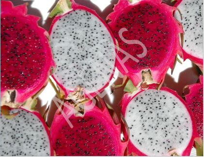 FRESH DRAGON FRUIT